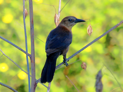 [A straight-on view of the back of the bird which is perched on a branch and has its head turned to the right as if it is looking back a the photographer. The head is light brown and it appears the stomach may be as well, but the rest of the body is a dark brown-black.]